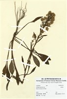 藏品(柳枝黃)的圖片